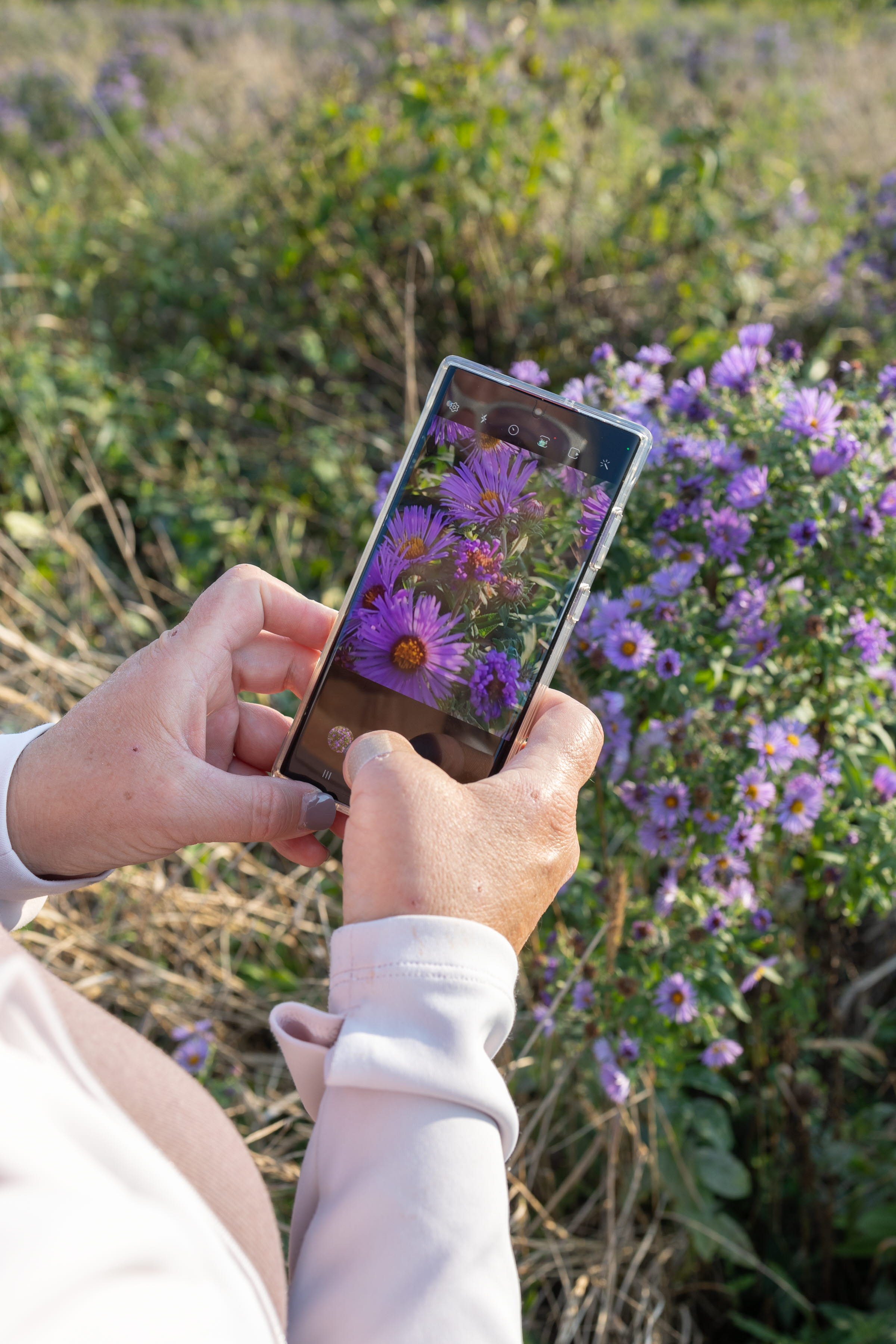 Woman taking a photo on her phone of purple flowers