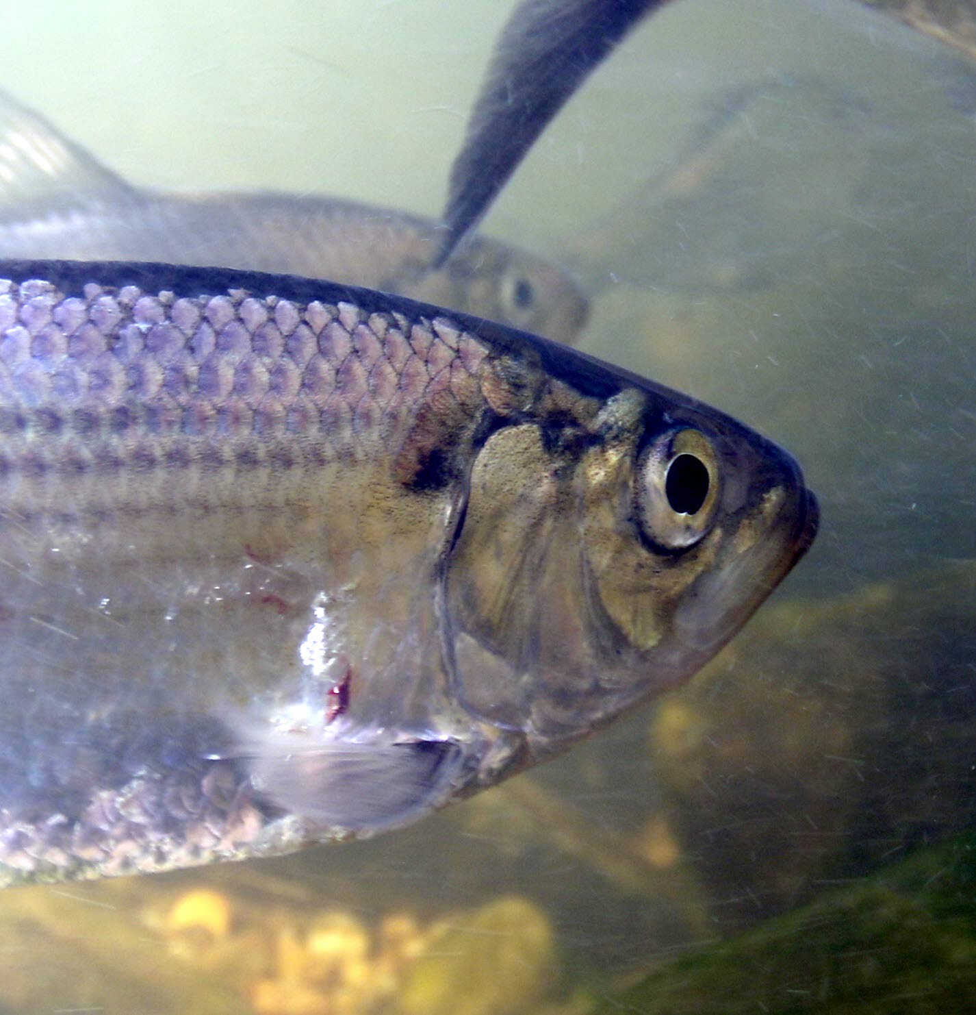 close up photo of fresh water fish 